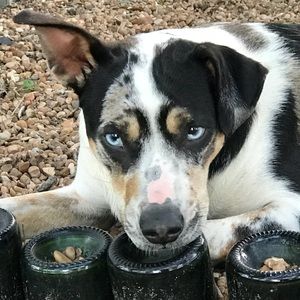 Meet your Posher, Renee